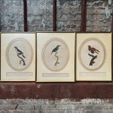 Load image into Gallery viewer, Late 18th Century Framed Bird Engraving Set (3)