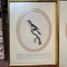 Load image into Gallery viewer, Late 18th Century Framed Bird Engraving Set (3)