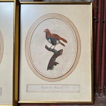 Load image into Gallery viewer, Late 18th Century Framed Bird Engraving Set (3)