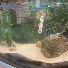 Load image into Gallery viewer, Mid-Century Tank TV