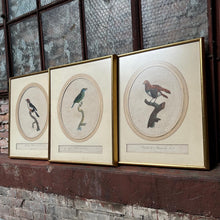 Load image into Gallery viewer, Late 18th Century Framed Bird Engraving Set (3)