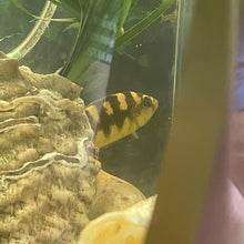 Load image into Gallery viewer, Mid-Century Tank TV