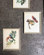 Load image into Gallery viewer, F. L. Jacques Framed Bird Vignette Set (6)
