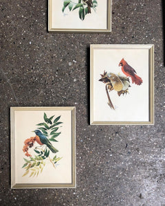 F. L. Jacques Framed Bird Vignette Set (6)