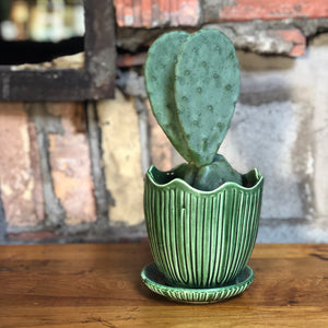 Cactus w/ Glazed Ceramic Planter