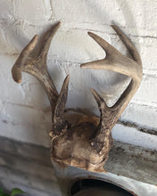 Load image into Gallery viewer, Medium-Sized Antlers
