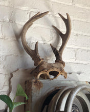Load image into Gallery viewer, Medium-Sized Antlers
