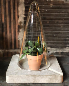 Glass Cloche and Base w/ Plant
