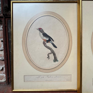 Late 18th Century Framed Bird Engraving Set (3)