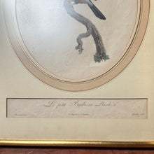 Load image into Gallery viewer, Late 18th Century Framed Bird Engraving Set (3)
