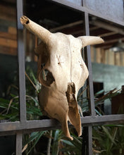 Load image into Gallery viewer, Short-Horned Skull
