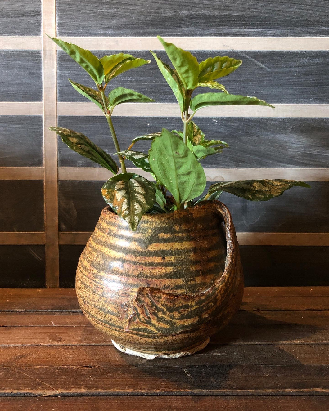 Ceramic Pot w/ Plant