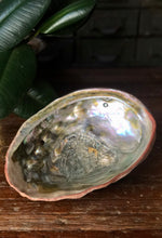 Load image into Gallery viewer, Large, Natural Abalone Shell
