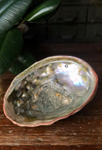 Large, Natural Abalone Shell