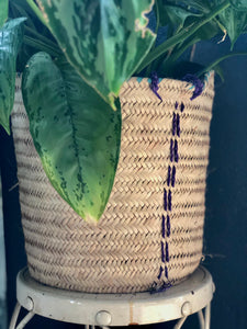 Tropical Plant in Basket