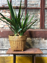 Load image into Gallery viewer, Yucca-like Plant w/ Basket
