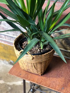 Yucca-like Plant w/ Basket