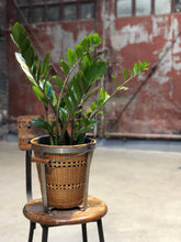 Load image into Gallery viewer, ZZ Plant w/ Basket Bucket
