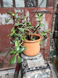 Jade w/ Terracotta Planter
