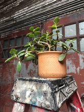 Load image into Gallery viewer, Jade w/ Terracotta Planter
