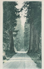 Load image into Gallery viewer, “Trees” Print
